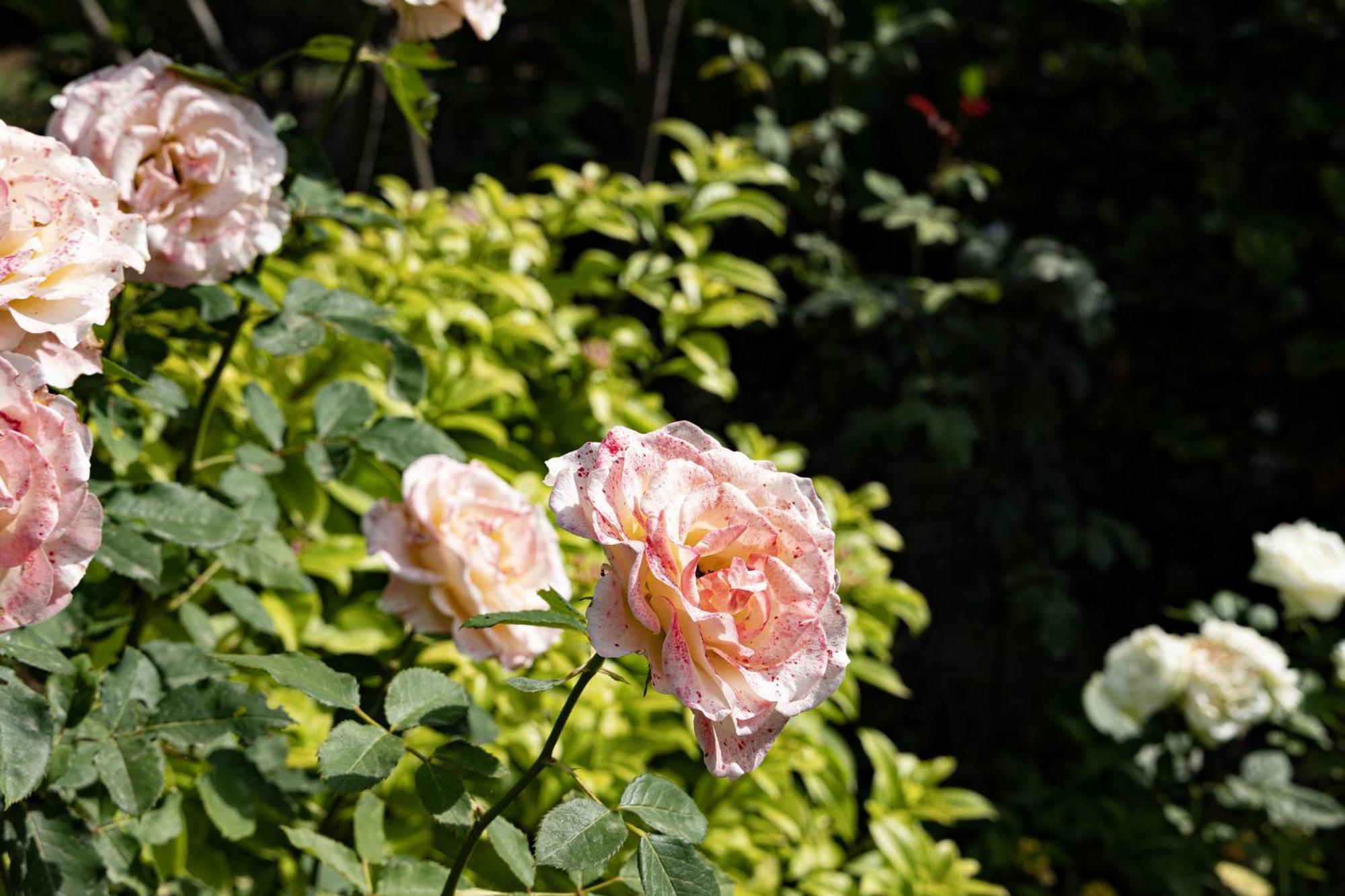 Villa Pampalone - B&B In Dimora Storica ตราปานี ภายนอก รูปภาพ